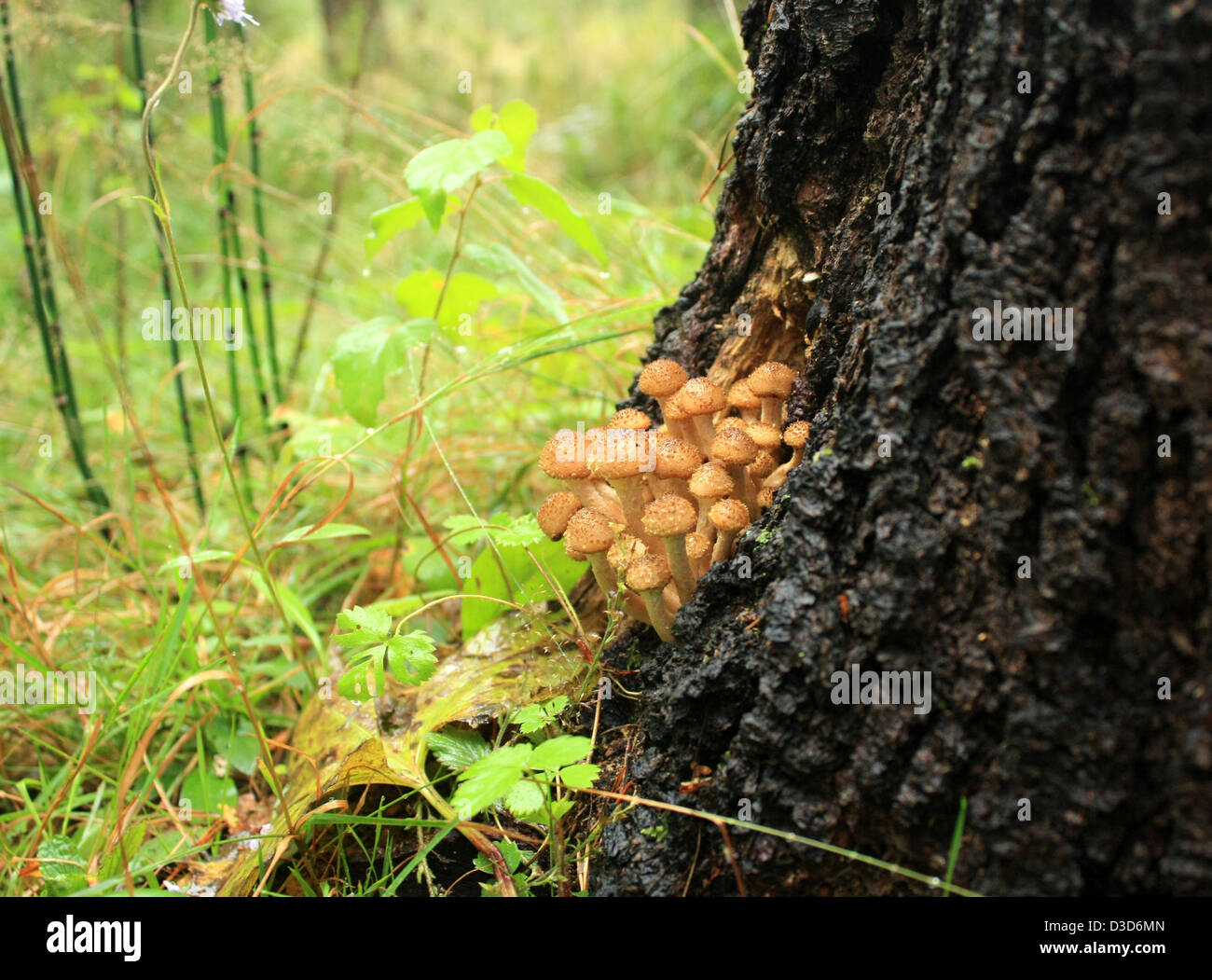 mushrooms in the autumn wood Stock Photo