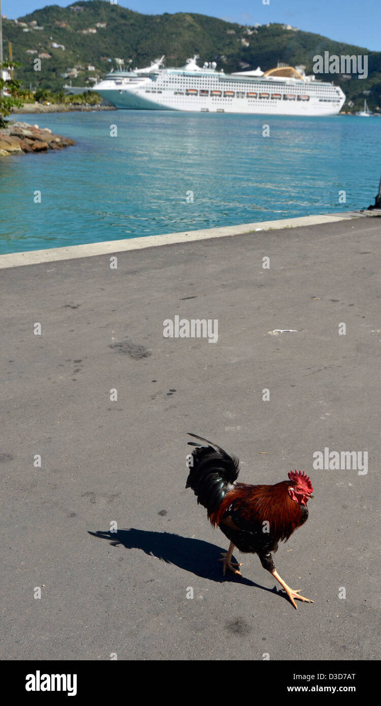 Rooster and cruise ship, Road Town, Tortola, British Virgin Islands. Stock Photo
