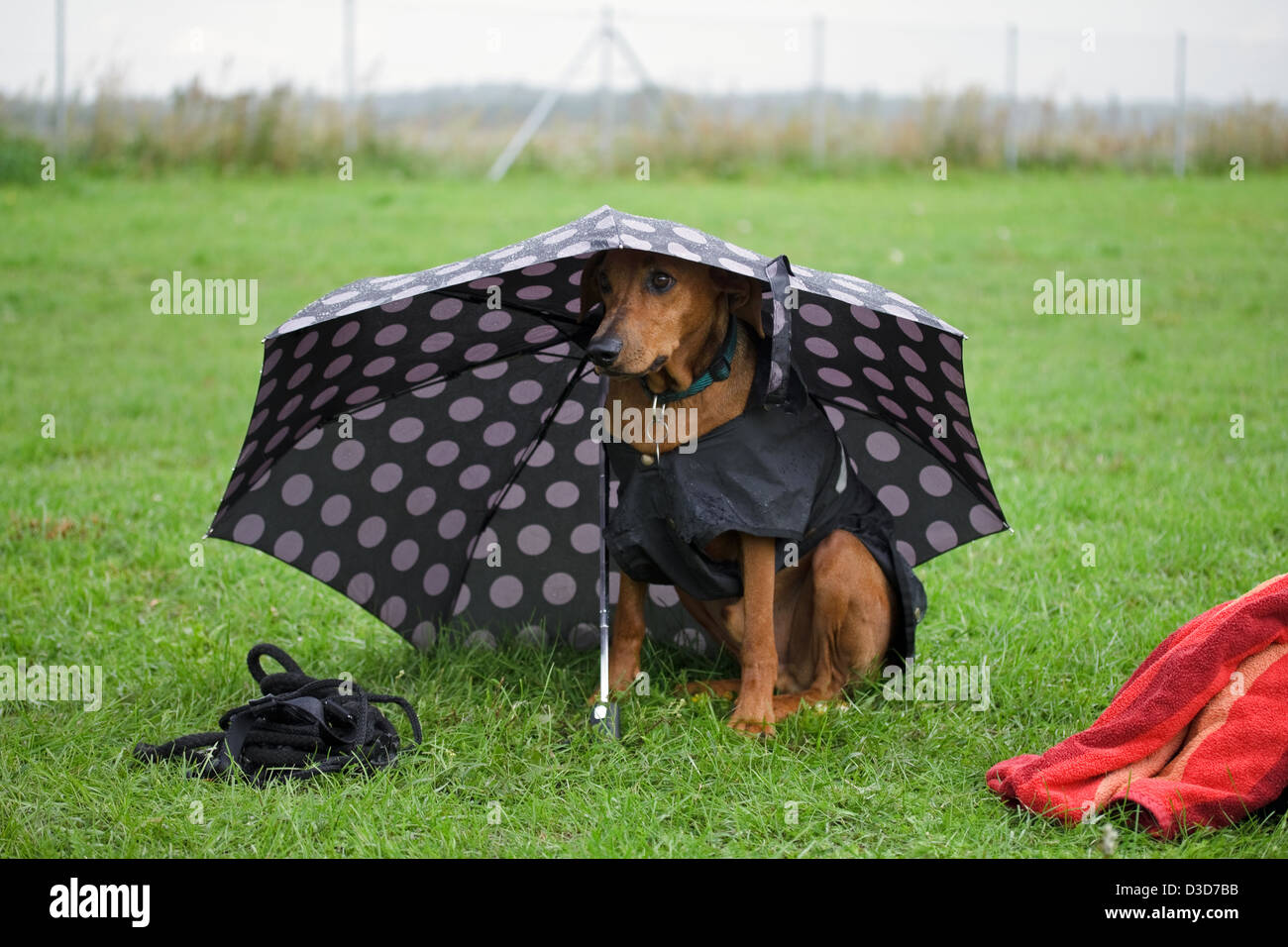 Berlin, Germany, German Pinscher under an umbrella Stock Photo