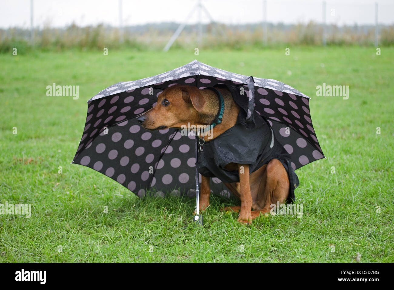 Berlin, Germany, German Pinscher under an umbrella Stock Photo