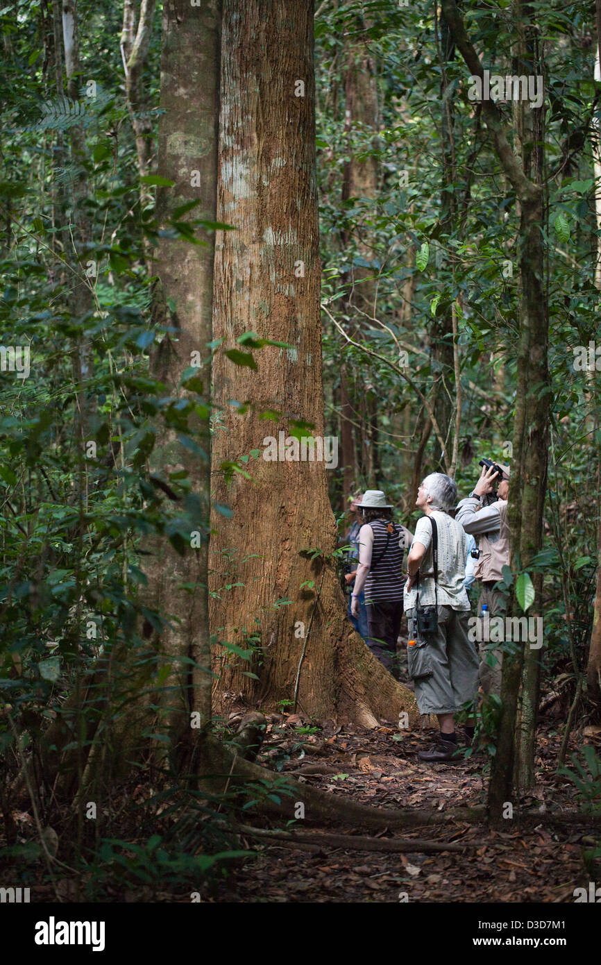 Eco-tourists on a walk along a trail within the Iwokrama Rainforest Reserve. North Rupununi, Guyana. Stock Photo