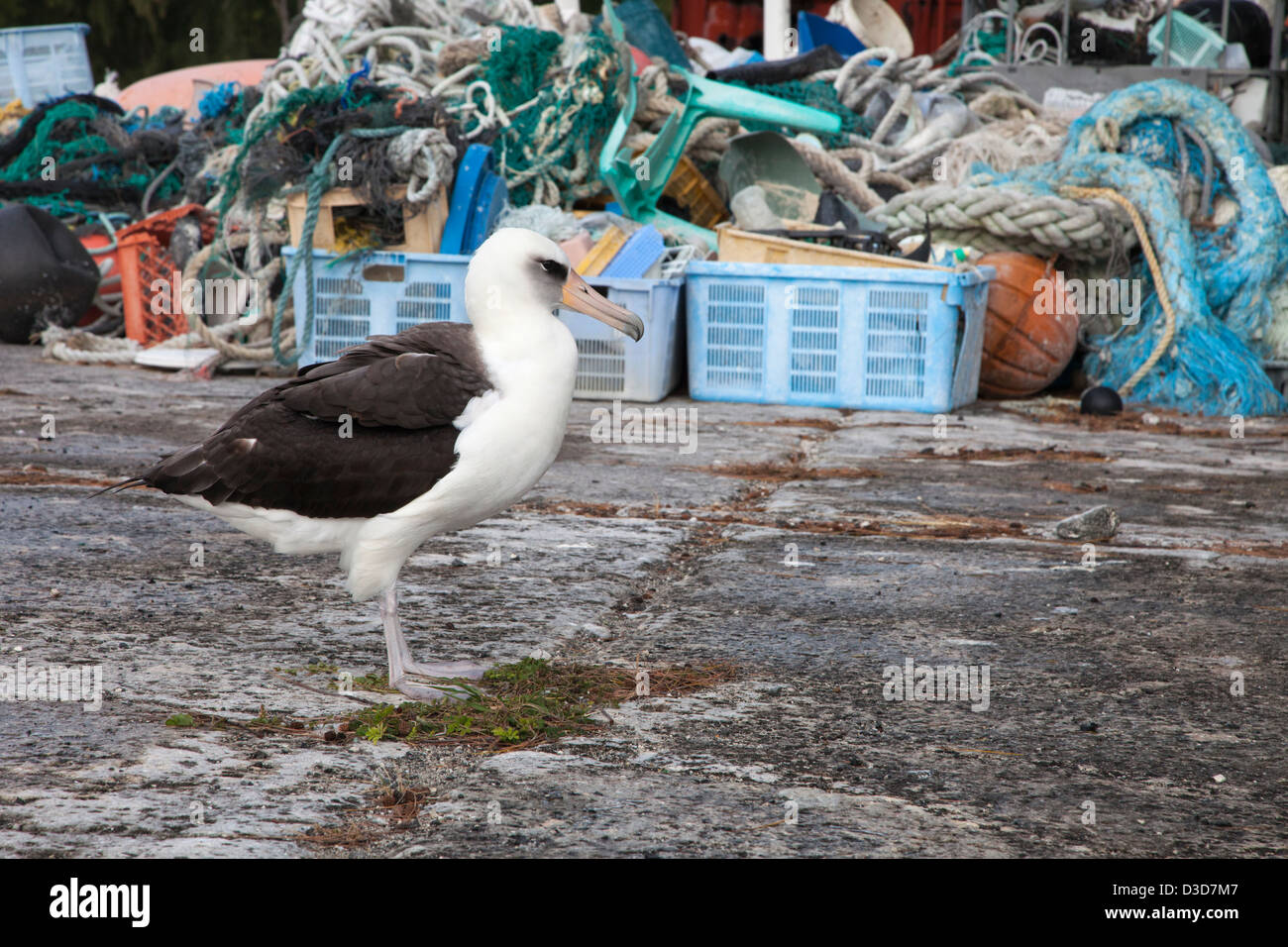 Laysan Albatross with marine debris collected on Midway Atoll by volunteer tourists for recycling or disposal to prevent harm to wildlife Stock Photo