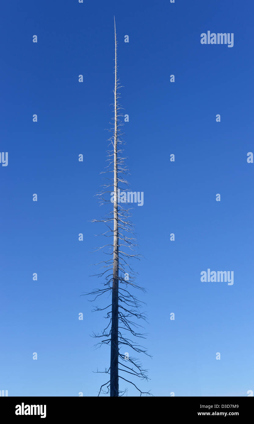 Tall dead tree in Oregon's Wallowa Mountains. Stock Photo