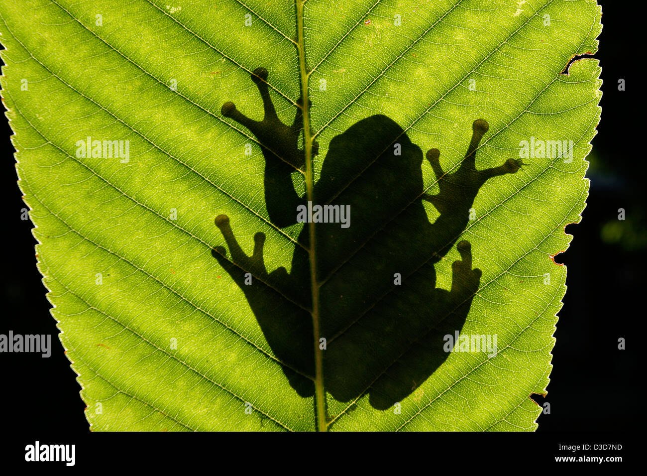 Gray tree frog on leaf Ohio Stock Photo Alamy