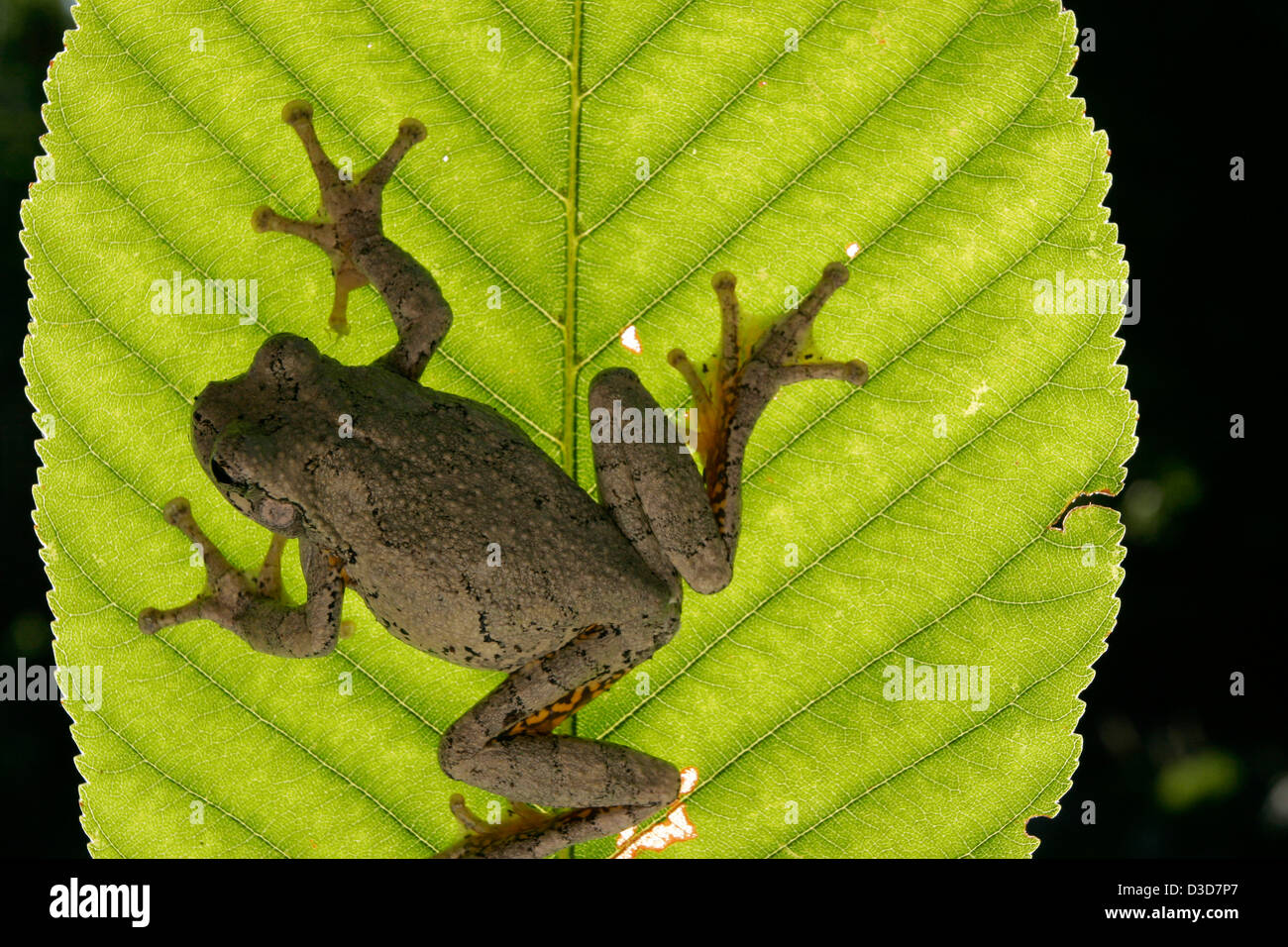 Gray tree frog on leaf Ohio Stock Photo