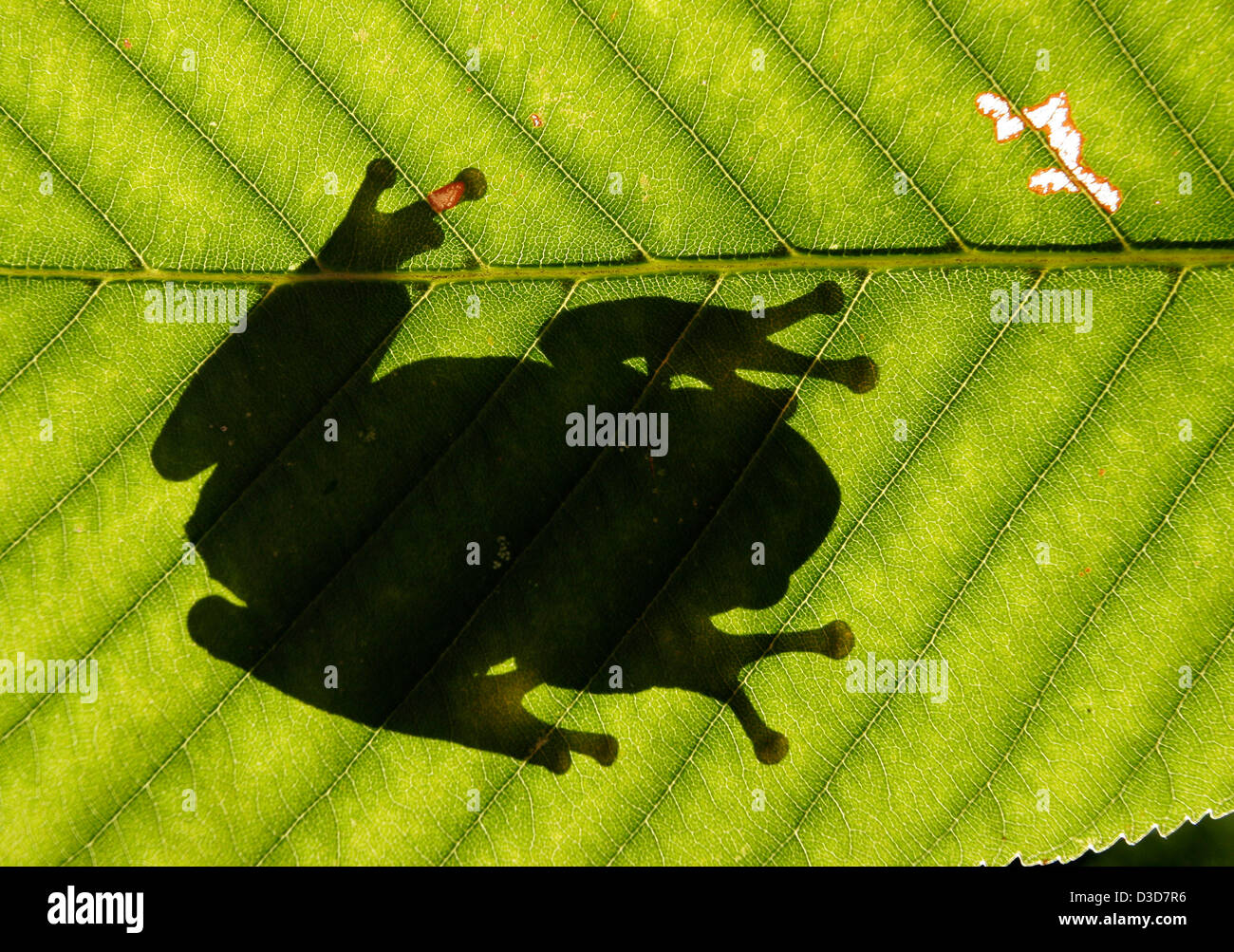 Gray tree frog on leaf Ohio Stock Photo Alamy