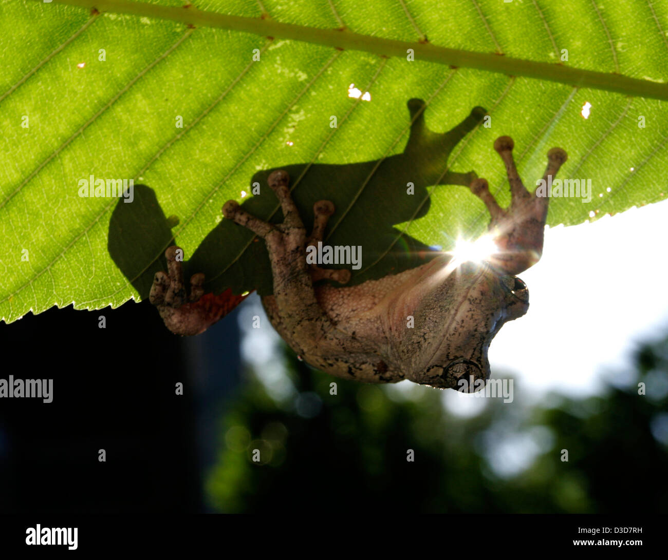Gray tree frog on leaf Ohio Stock Photo