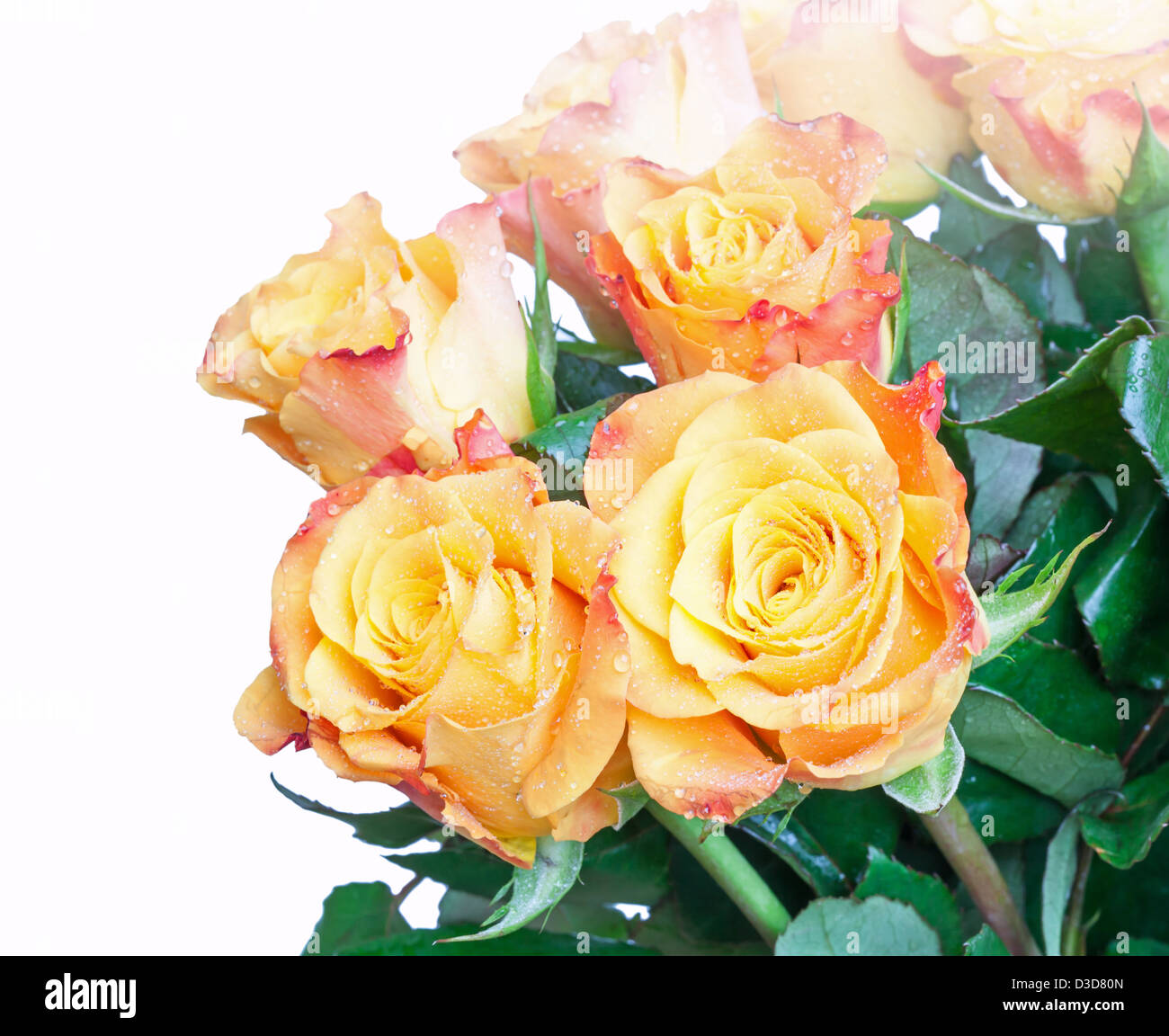 Orange and yellow roses bouquet fragment isolated on white Stock Photo