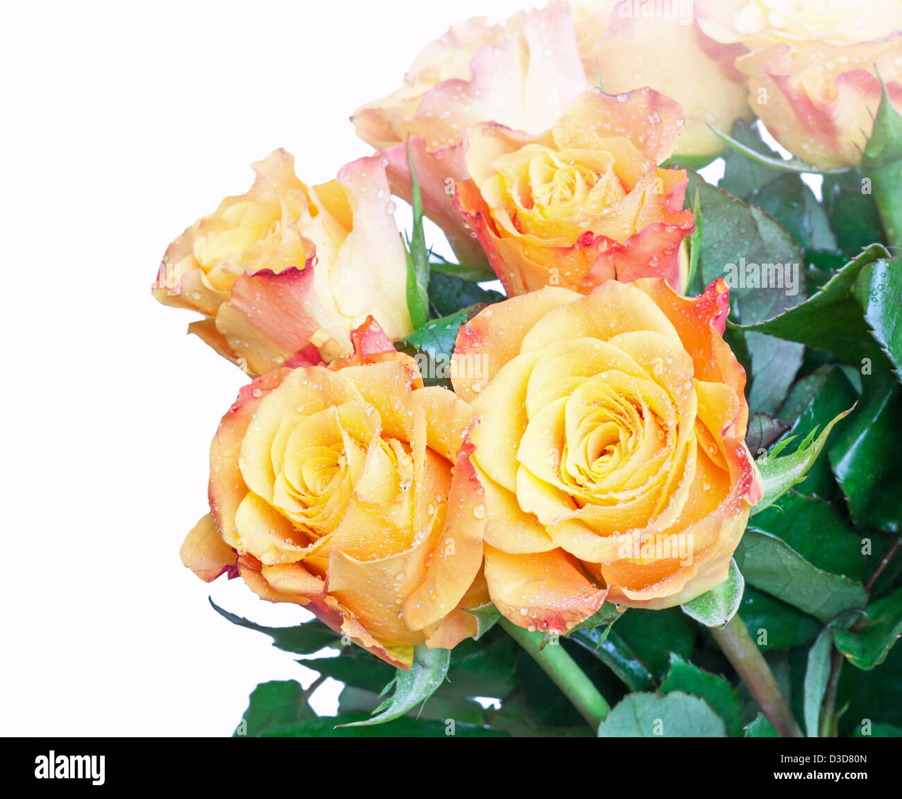 Single stem yellow rose orange hi-res stock photography and images - Alamy