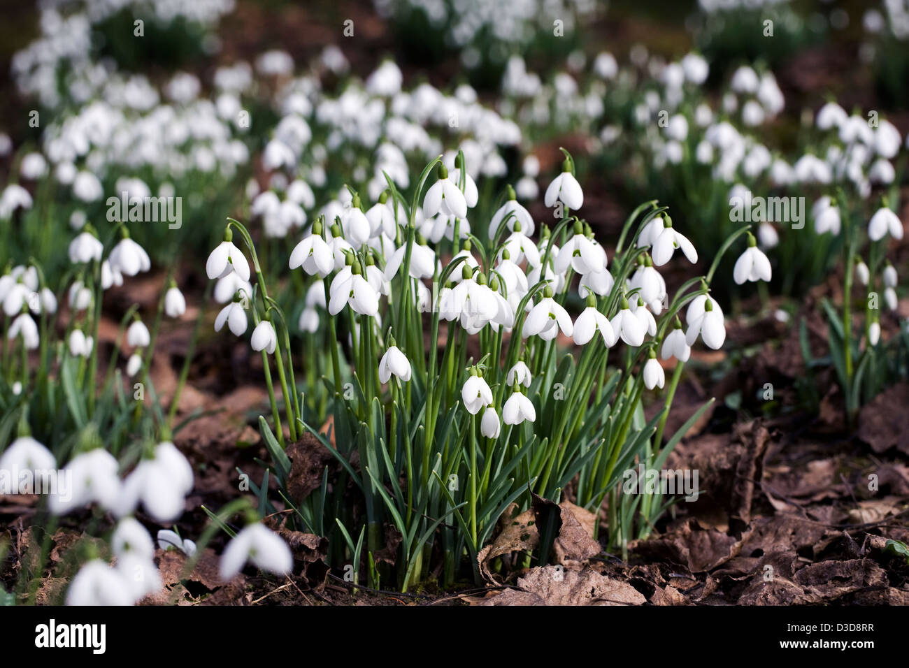Galanthus S. Arnott. Species snowdrop growing on the edge of a woodland garden. Stock Photo