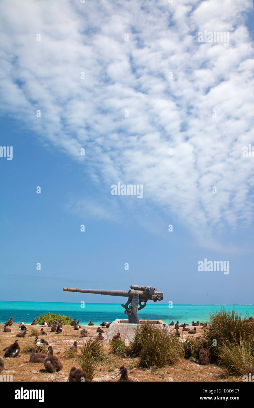World War II 3" anti-aircraft gun of the naval air station on Midway from 1942 - 1945 in a colony of Laysan Albatrosses, Eastern Island, Midway Atoll Stock Photo
