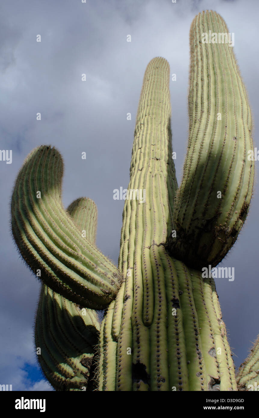 An old and very large saguaro cactus, Carnegiea gigantea, stands guard over an entire forest of saguaro. Stock Photo