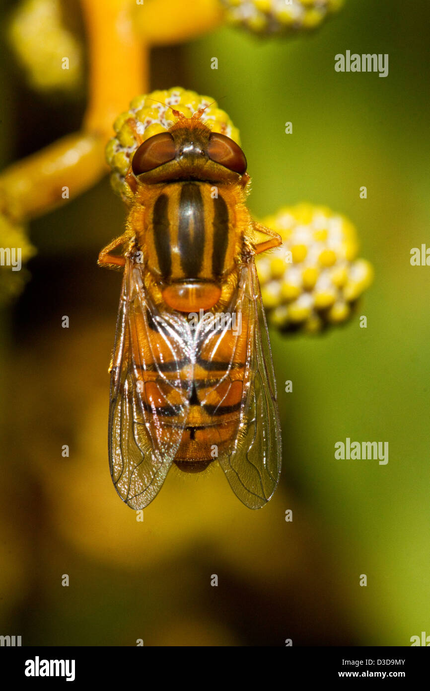 Close up view of a beautiful orange hoverfly (Parhelophilus frutetorum). Stock Photo