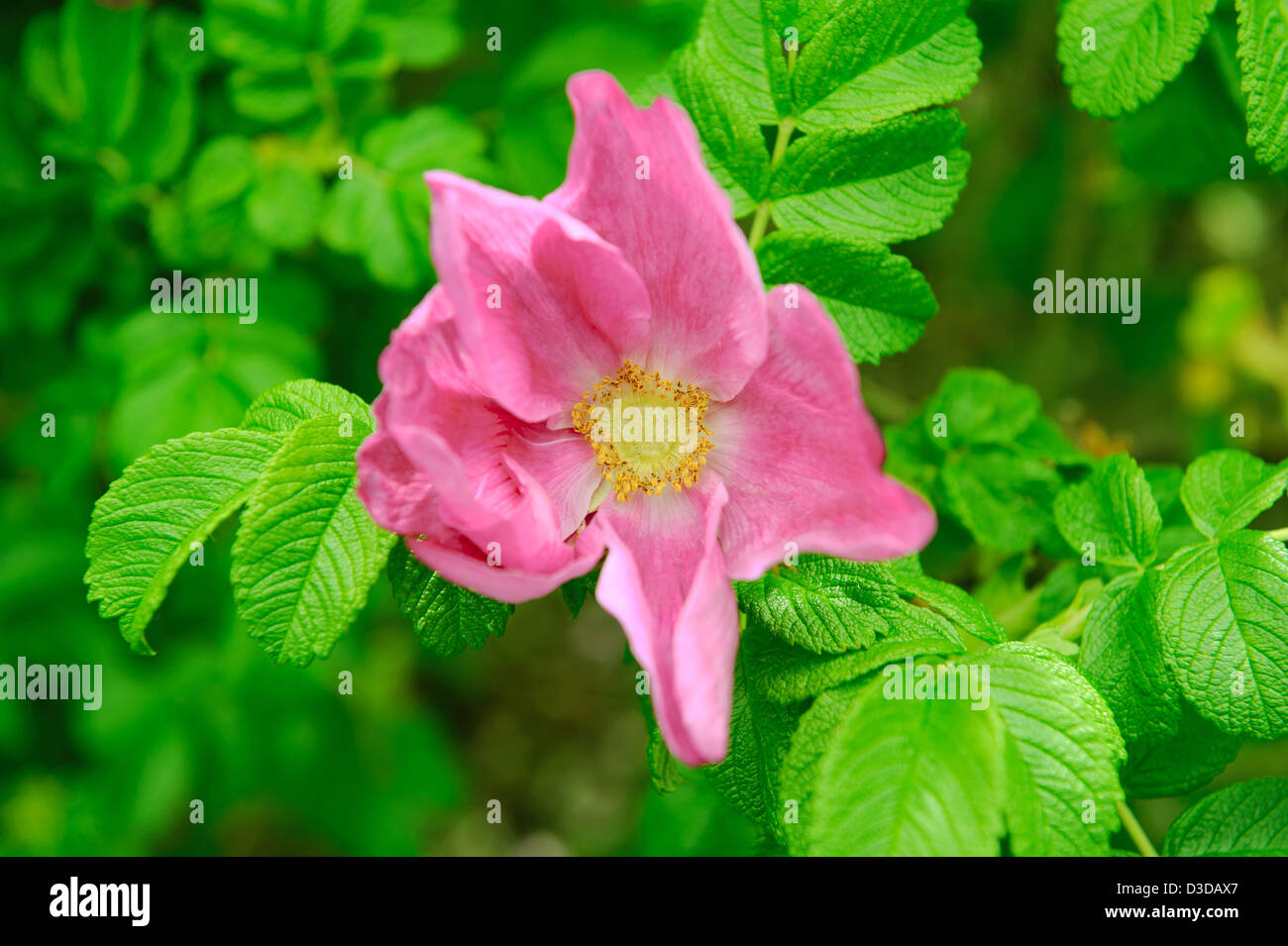 Wrinkled Rose (Rosa Rugosa) close up Stock Photo