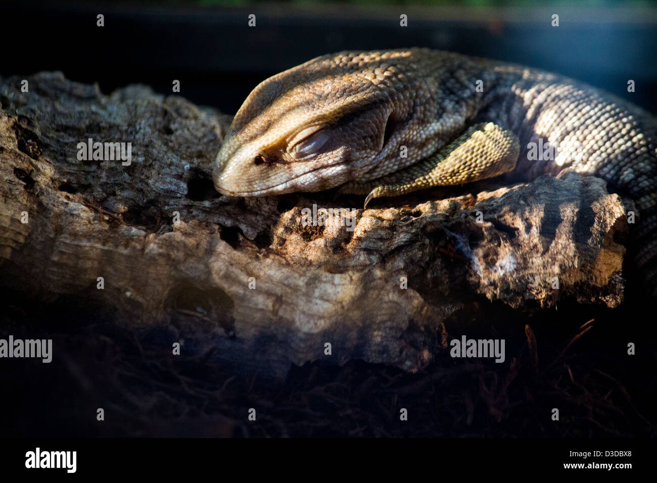 Close up view of a sleeping lizard Stock Photo Alamy