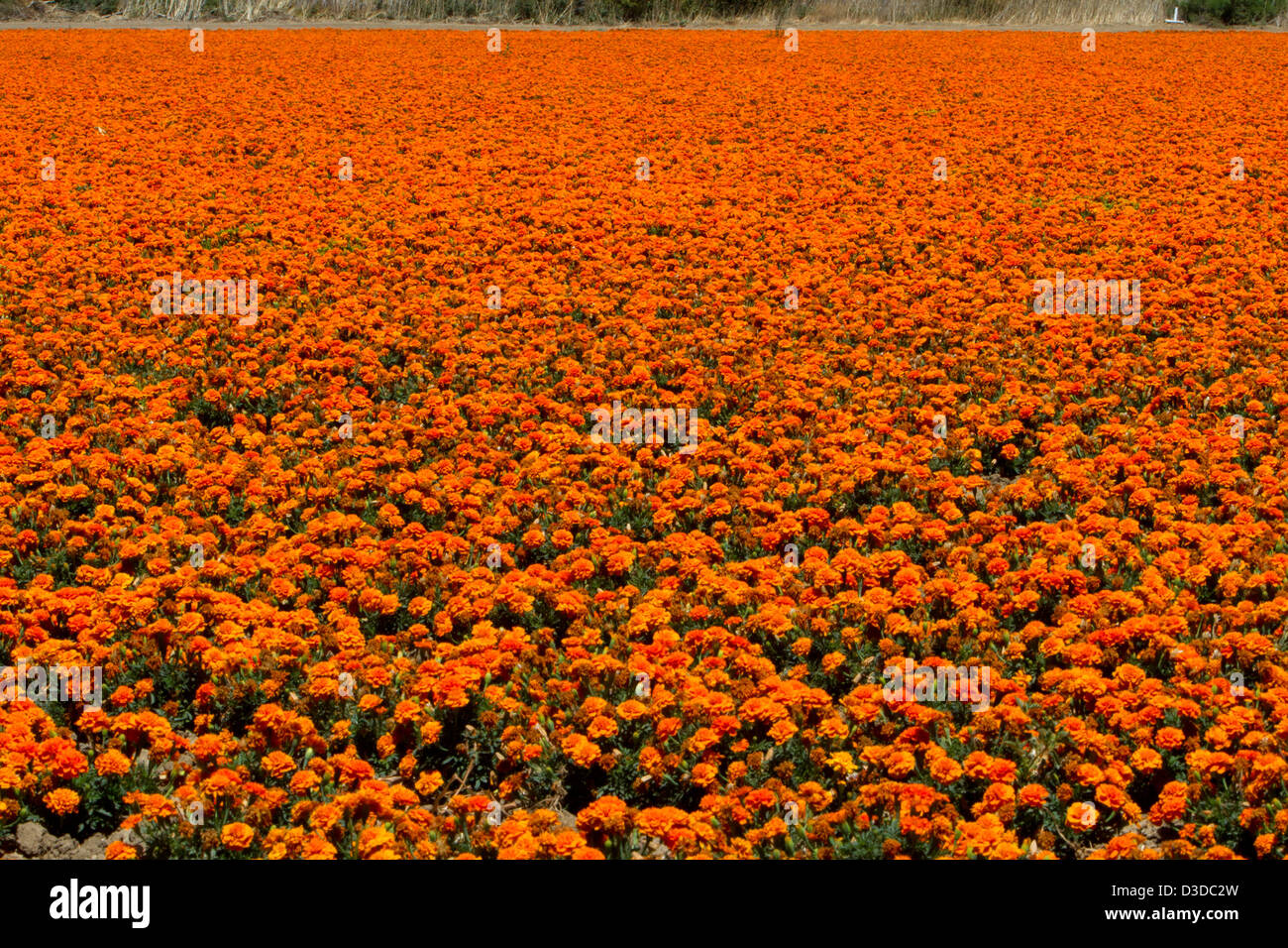 A field of Marigold (Tagetes) plants near Buellton, California, USA in July Stock Photo