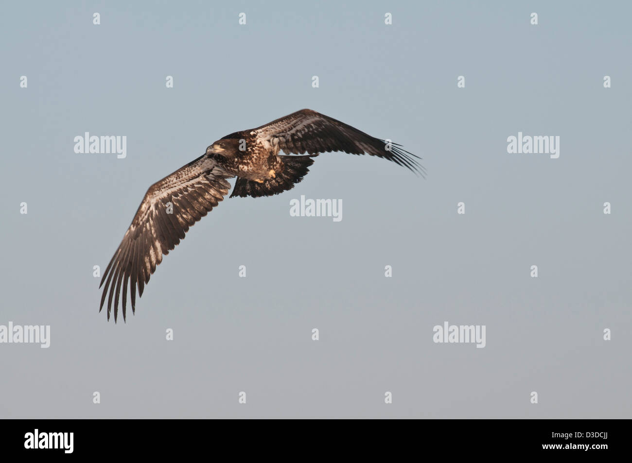 Stock photo of a juvenile bald eagle in flight. Stock Photo