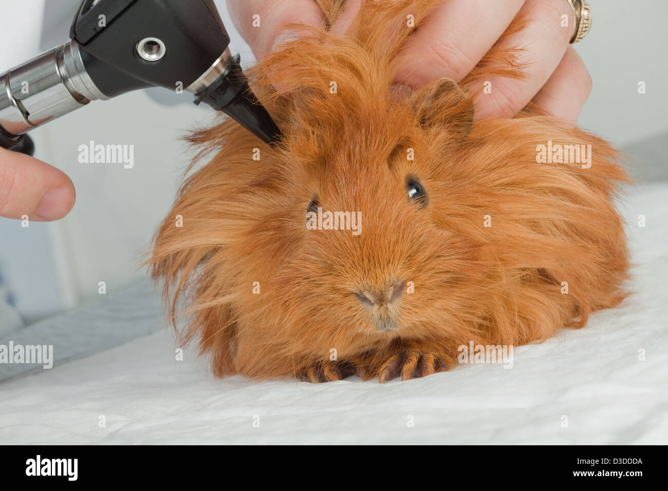 Veterinarian examining guinea pig Stock Photo Alamy