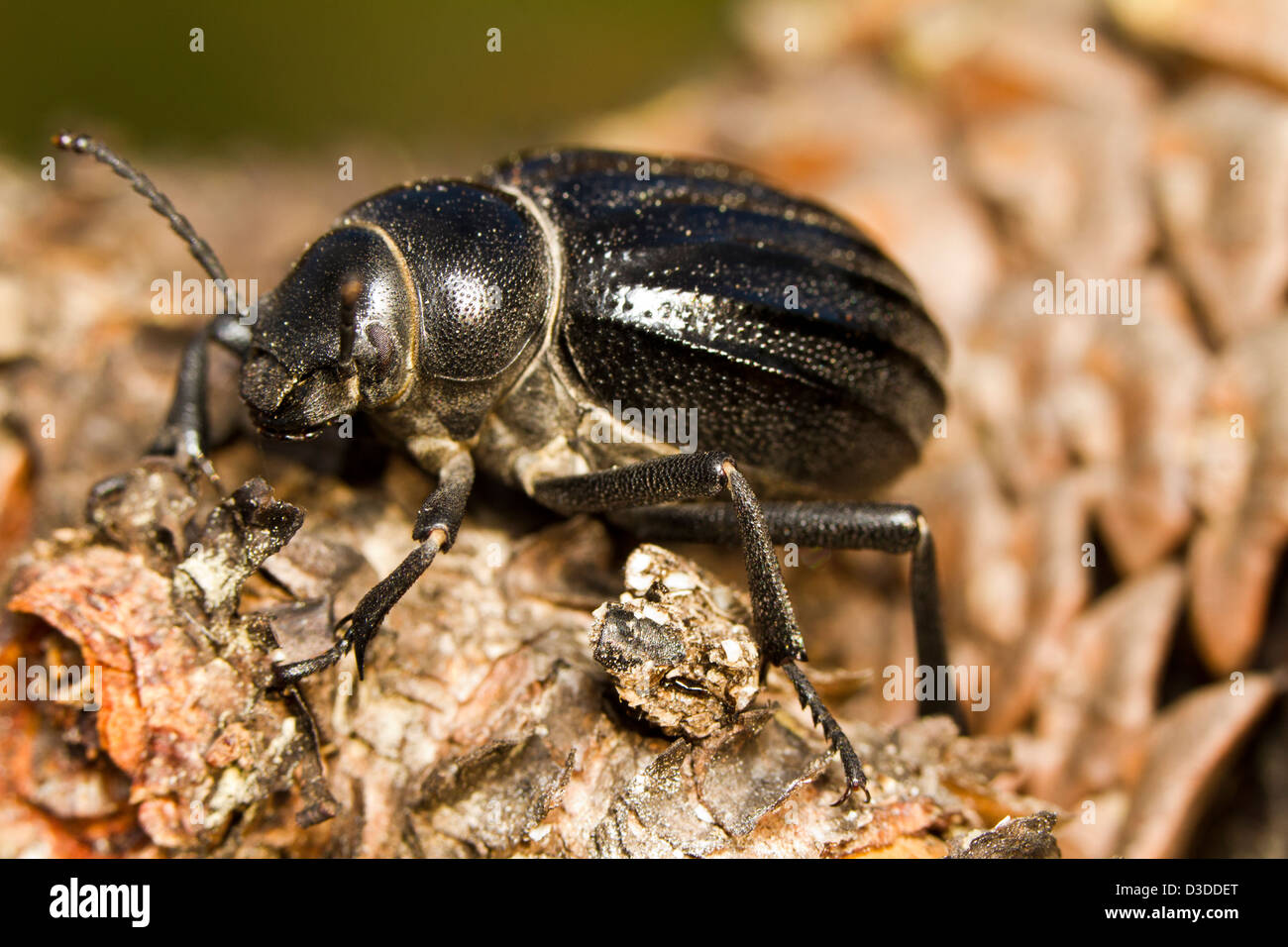 Close up view of the big black beetle (Pimelia costata). Stock Photo