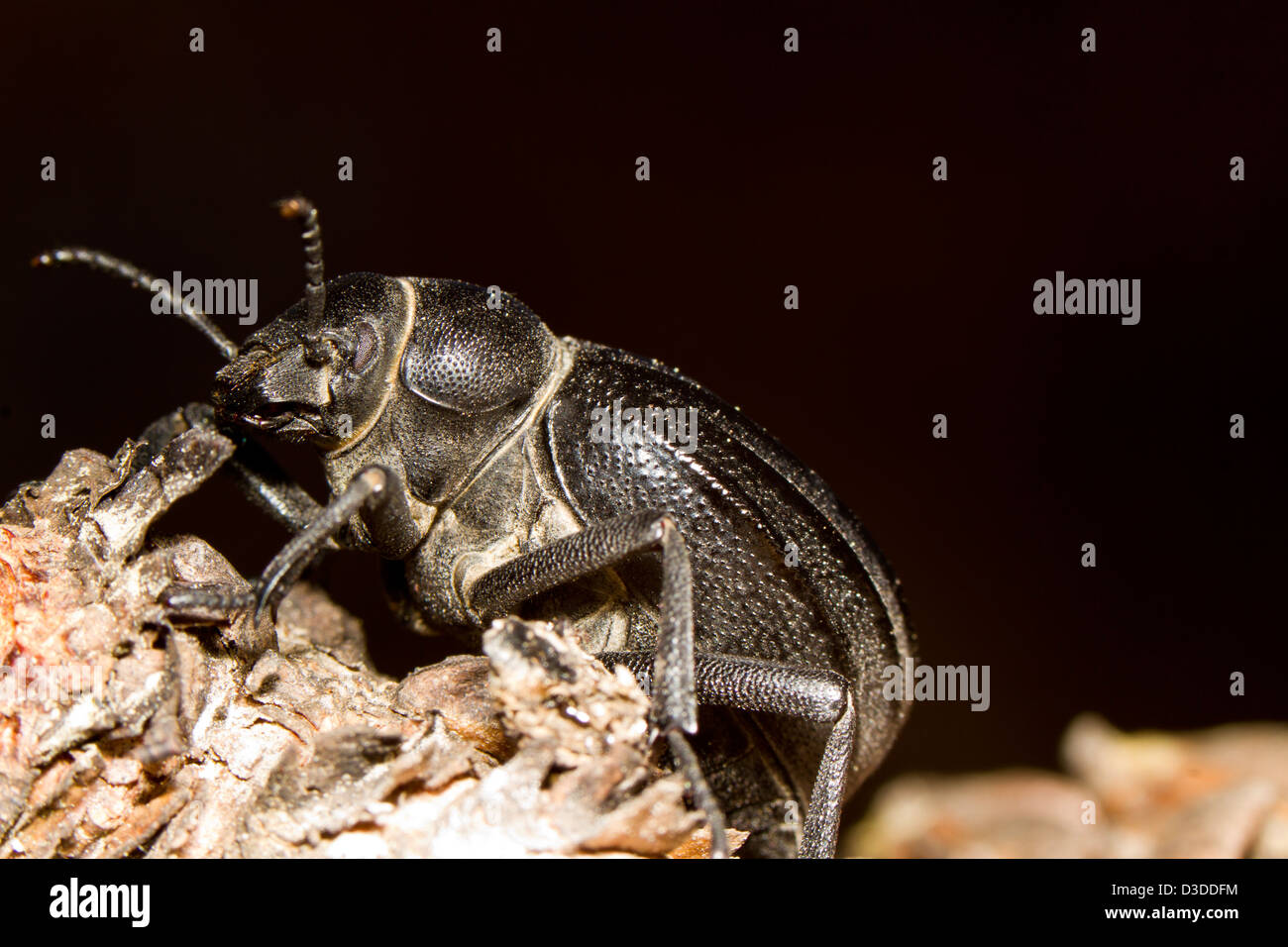Close up view of the big black beetle (Pimelia costata). Stock Photo