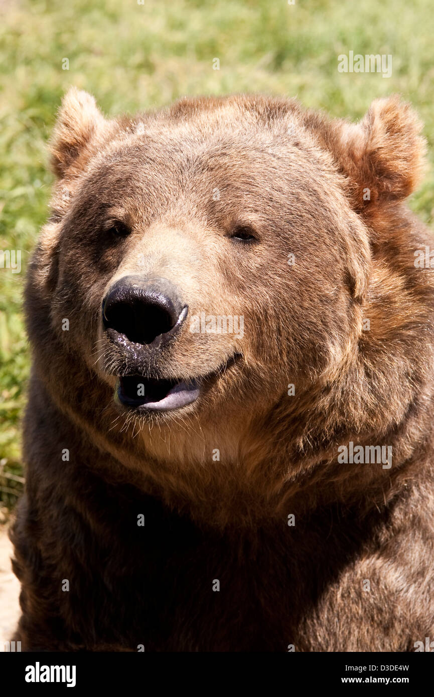 Sequim Game Farm, Olympic Game Farm Kodiak bear Stock Photo Alamy