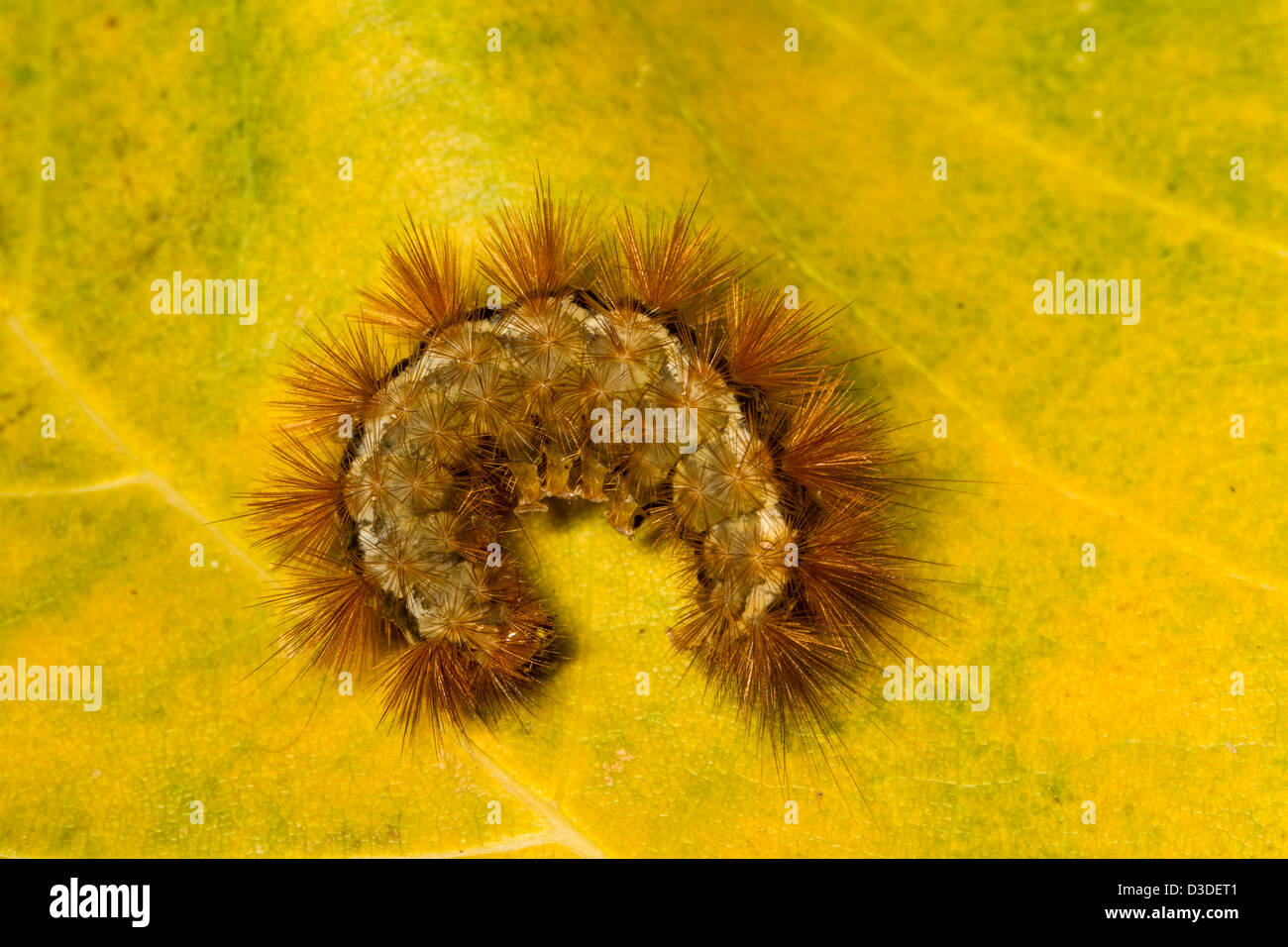 Gray hairy caterpillar hi-res stock photography and images - Alamy