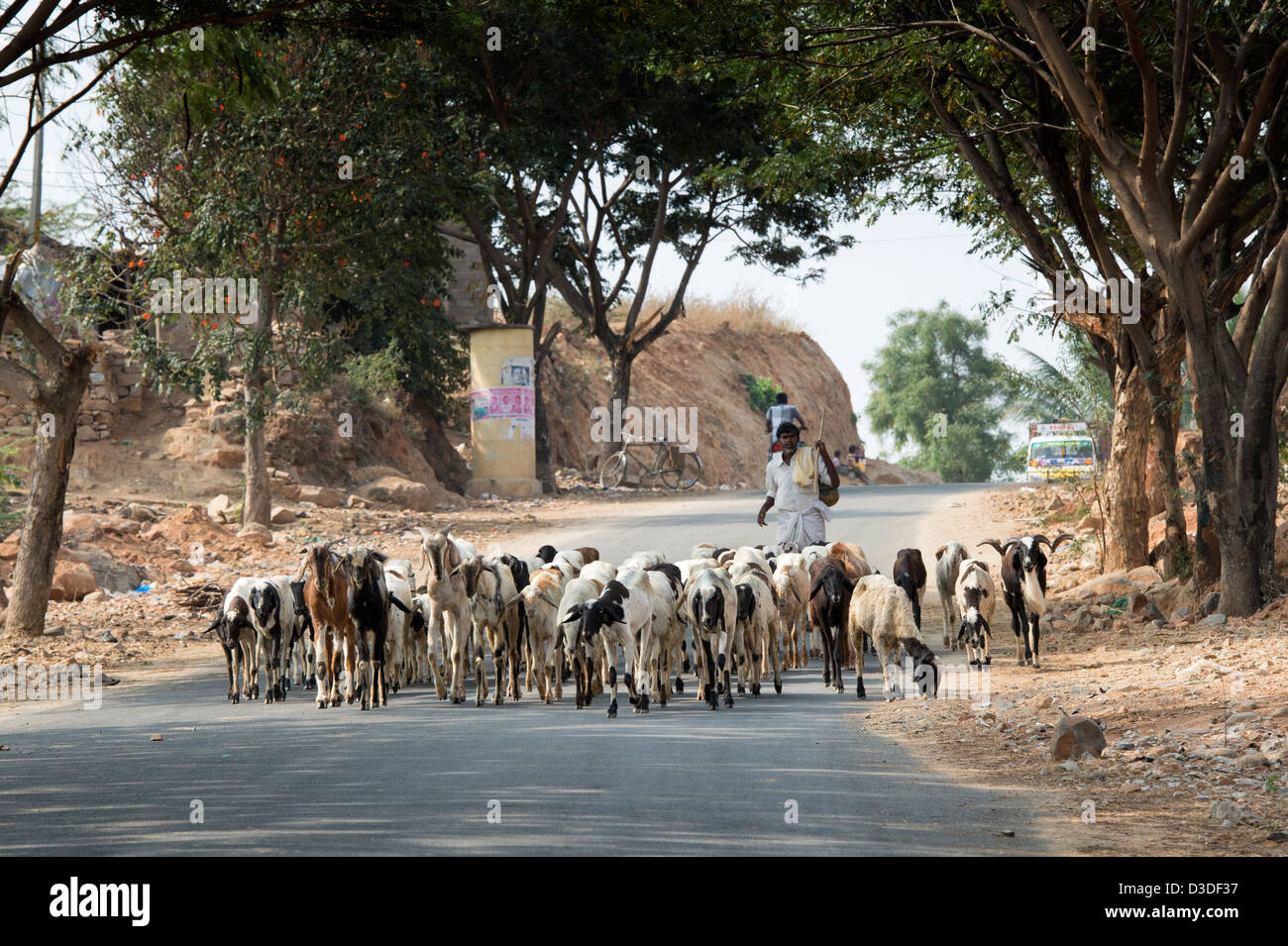 Herding domesticated goats in the rural indian countryside, Andhra Pradesh, India Stock Photo