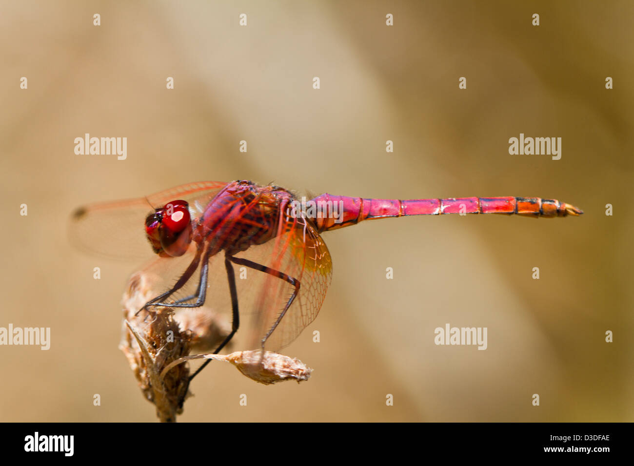 Close up view of a Violet Dropwing (Trithemis annulata) dragonfly insect. Stock Photo