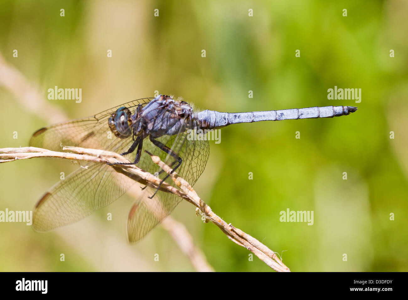 Close up view of a Epaulet Skimmer (Orthetrum chrysostigma) dragonfly ...