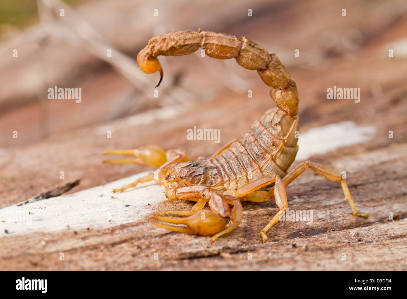 Close view detail of a buthus scorpion (scorpio occitanus). Stock Photo