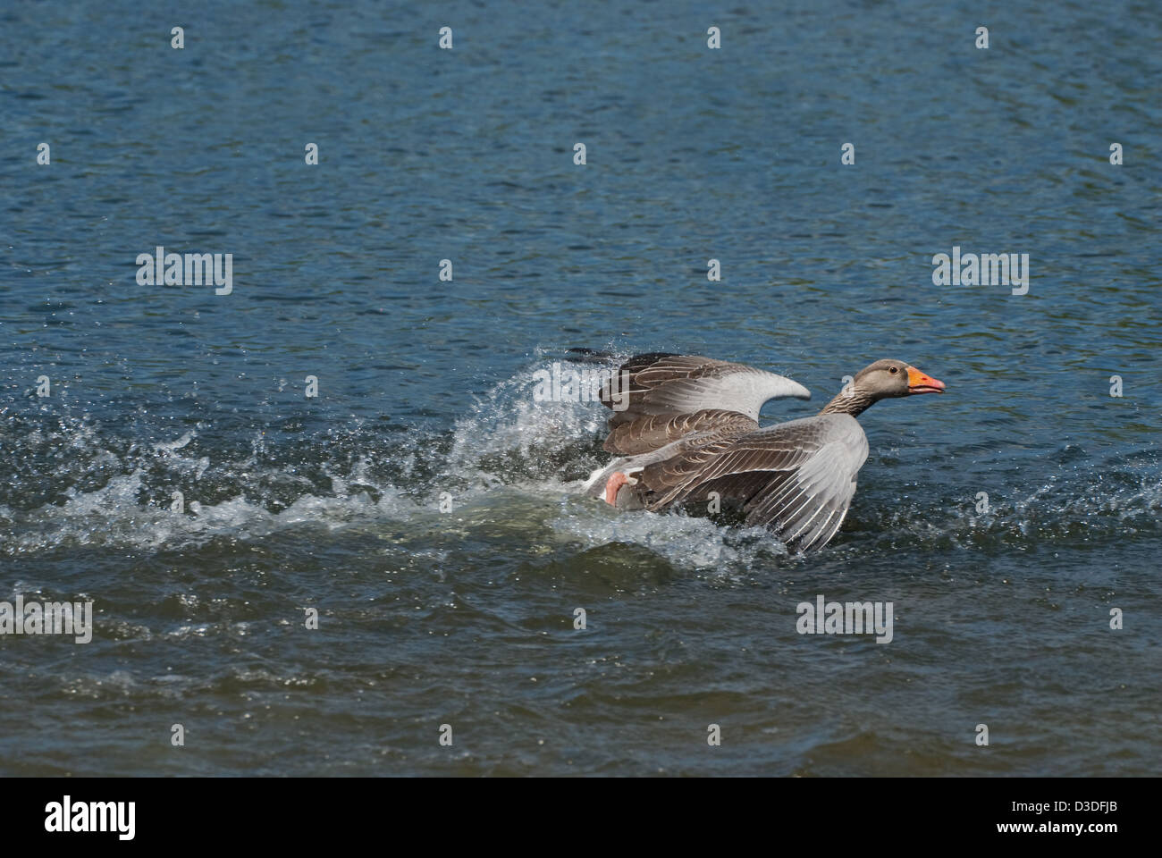 Greylag Goose chasing intruder off it territory Stock Photo