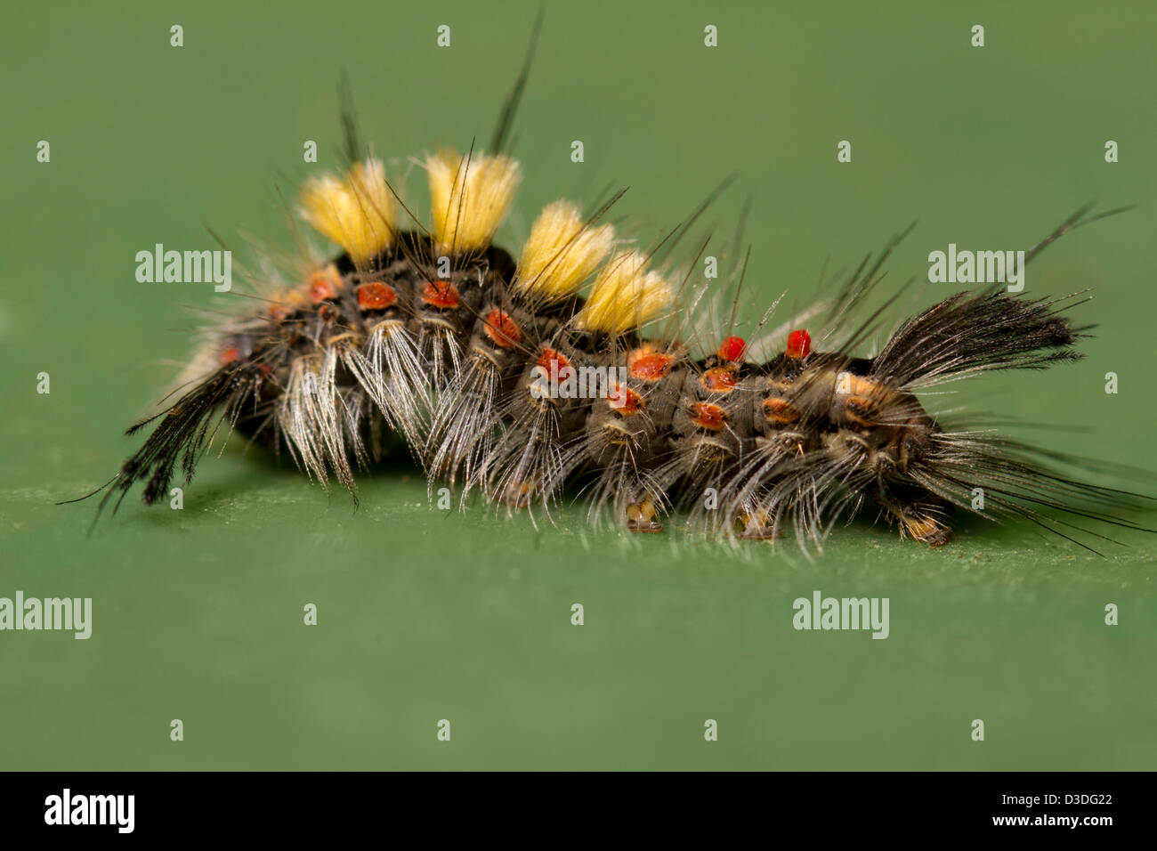 Close up view of the beautiful caterpillar (Rusty Tussock Moth). Stock Photo