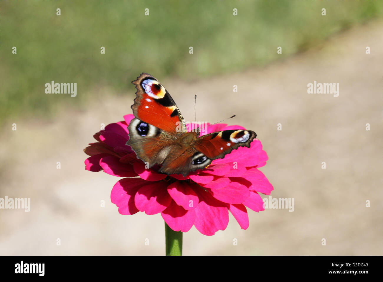 European Peacock butterfly sitting on flower (zinnia Stock Photo - Alamy