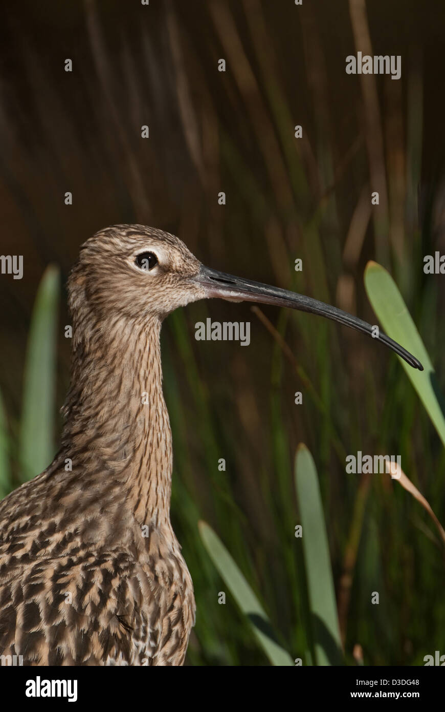 Adult Curlew close-up of head and neck Stock Photo