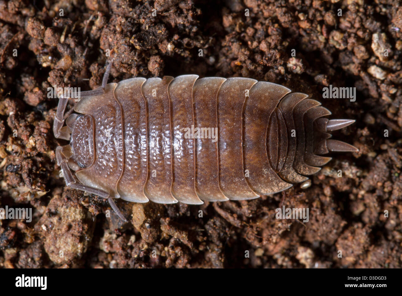Close up view of a pillbug on the dirt. Stock Photo