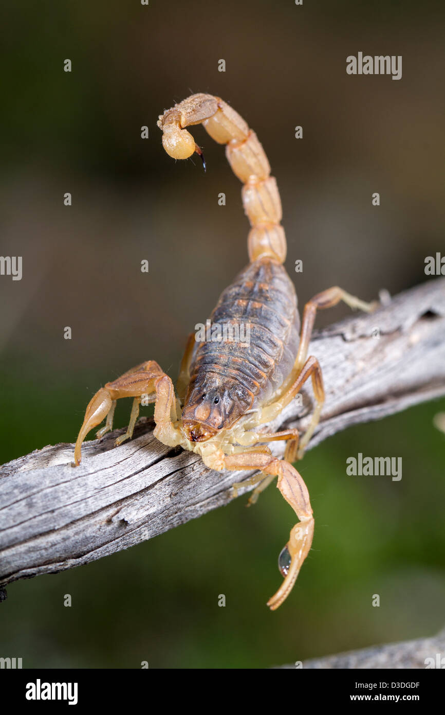 Close up view of a buthus scorpion (scorpio occitanus) in nature. Stock Photo