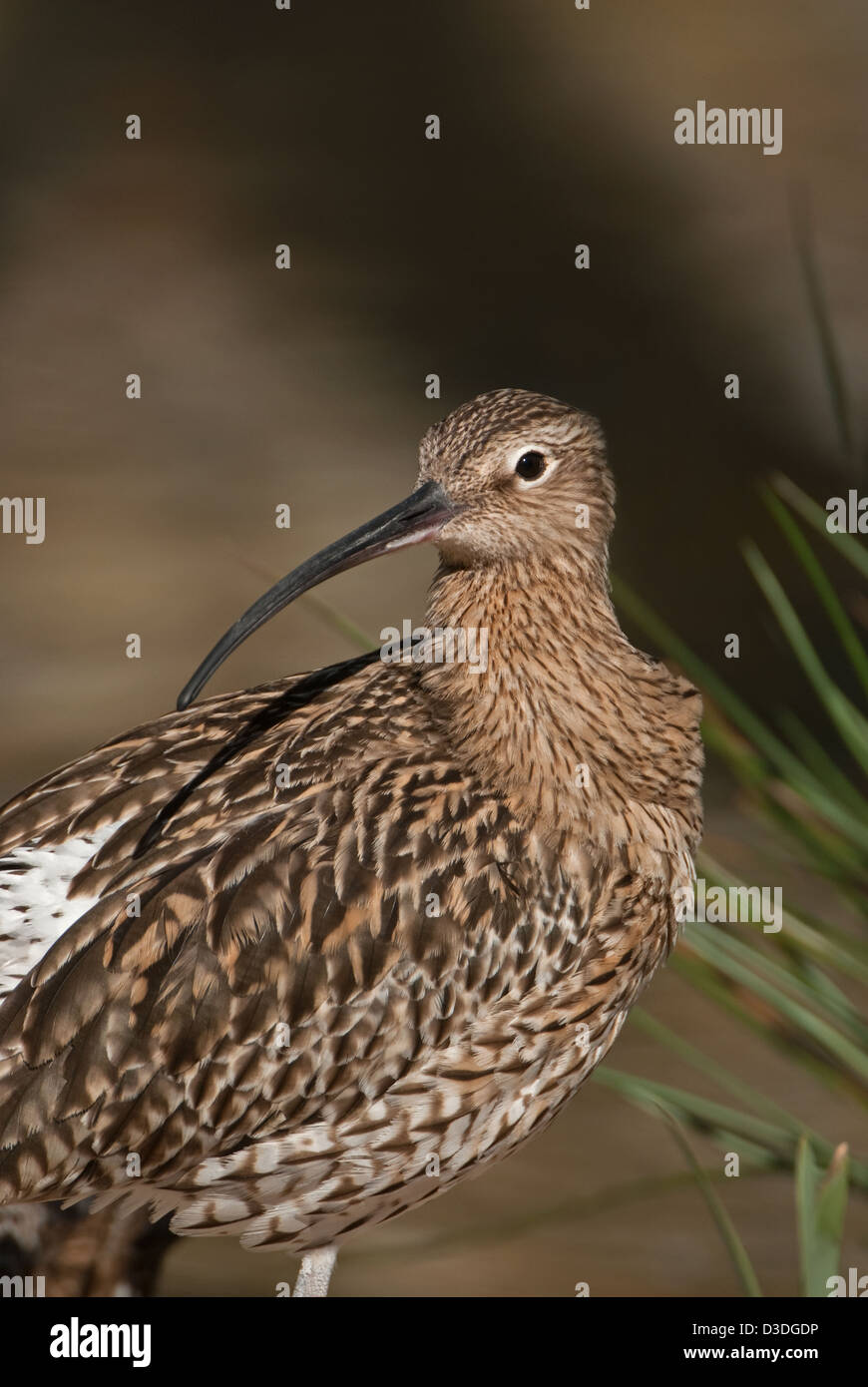 Adult Common Curlew pausing during preening Stock Photo