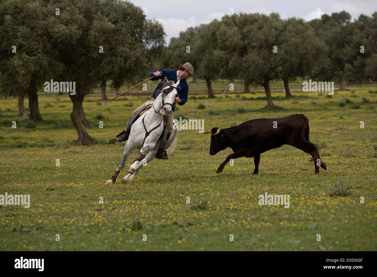 JEREZ DE LA FRONTERA,  SPAIN, 22nd FEBRUARY 2008: Antonio Domecq, 37, a rejoneador or bullfighter on horseback, rides his horse in a tight circle around a two year old cow at a 'Acorso y Derribo' event on one of his uncle Alvaro Domecq's farms.  Here riders tests young cows for their agression and train horses for the specialised dressage they need to be able to dance around fully grown four year old bulls in the bullring. Stock Photo