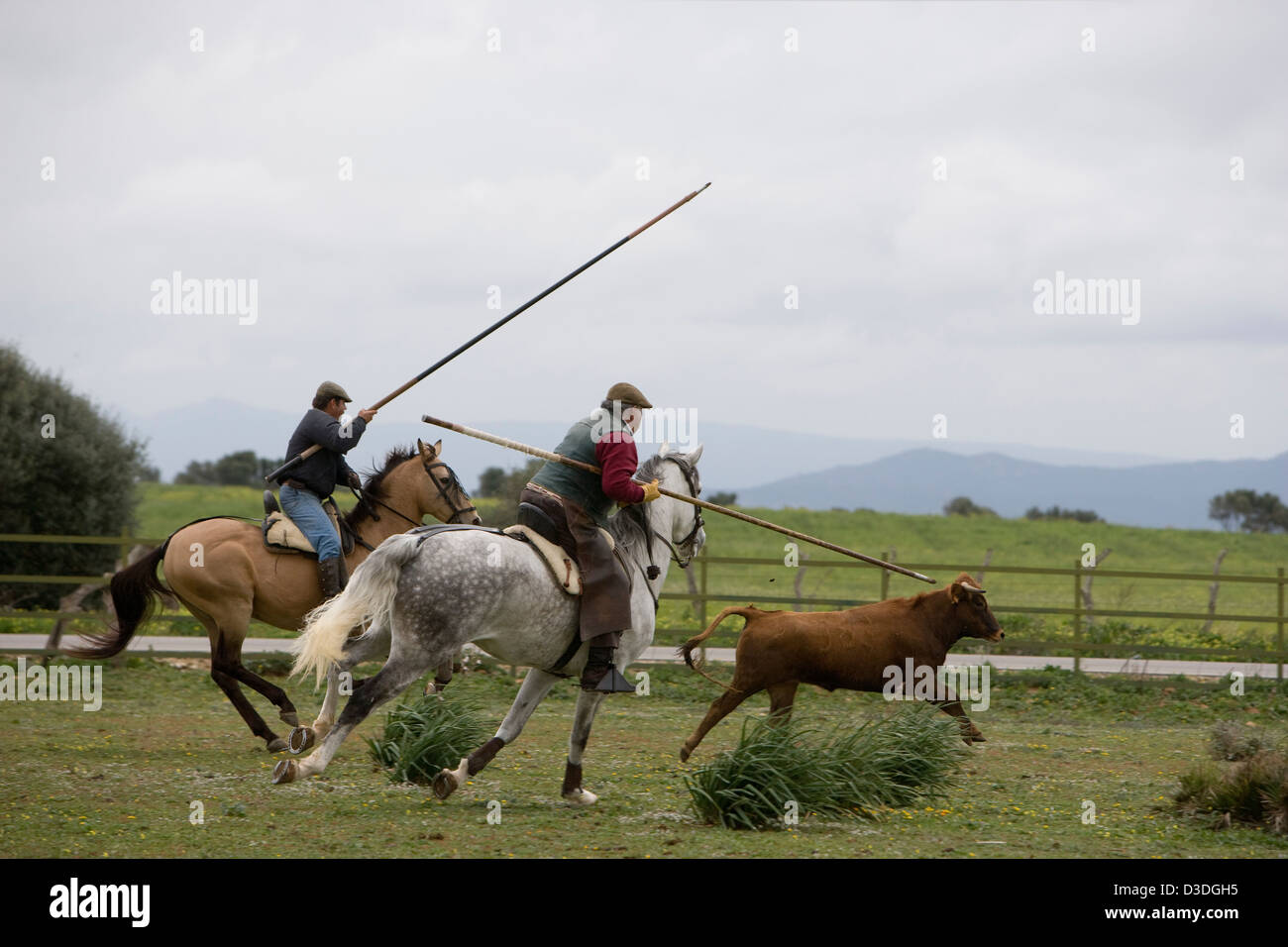 JEREZ DE LA FRONTERA,  SPAIN, 22nd FEBRUARY 2008:  Alvaro Domecq, 67, (centre)  an accomplished rejoneador or bullfighter on horseback in his youth, holds a traditional garrocha, a 2.5 meters long wooden spear as he and a colleague chase a a two year old cow at a 'Acorso y Derribo' event on one of his farms.  Here riders tests young cows for their agression and train horses for the specialised dressage they need to be able to dance around fully grown four year old bulls in the bullring. Stock Photo