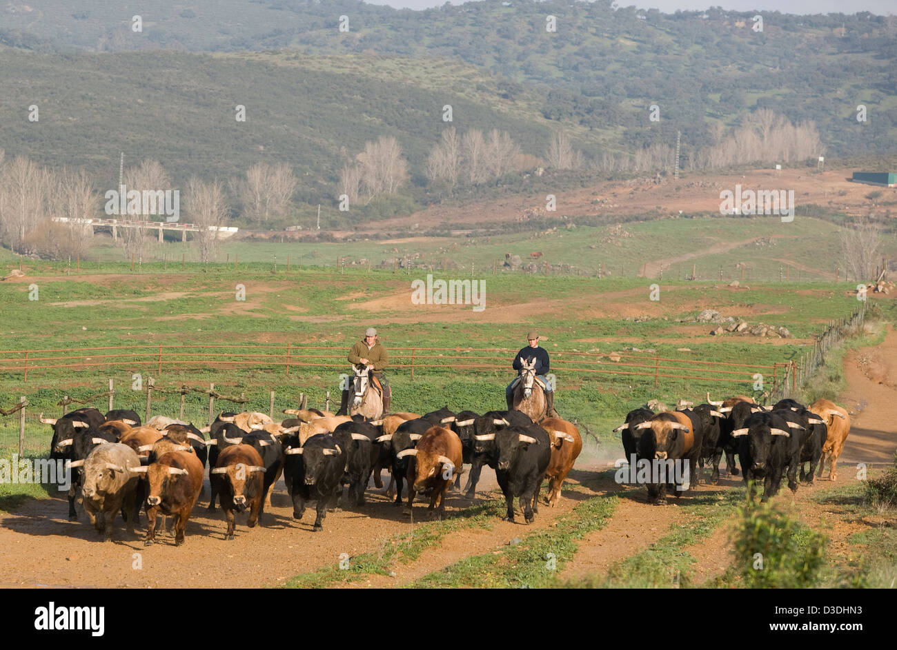 El CASTILLO DE LAS GUARDAS, SEVILLE, SPAIN, 24th FEBRUARY 2008:: Four year old bulls are driven to new pasture by horsemen at Juan Pedro Domecq's 7,000 acre ganaderia or bull breeding farm.  All these bulls are destined to fight in the ring this season. Stock Photo