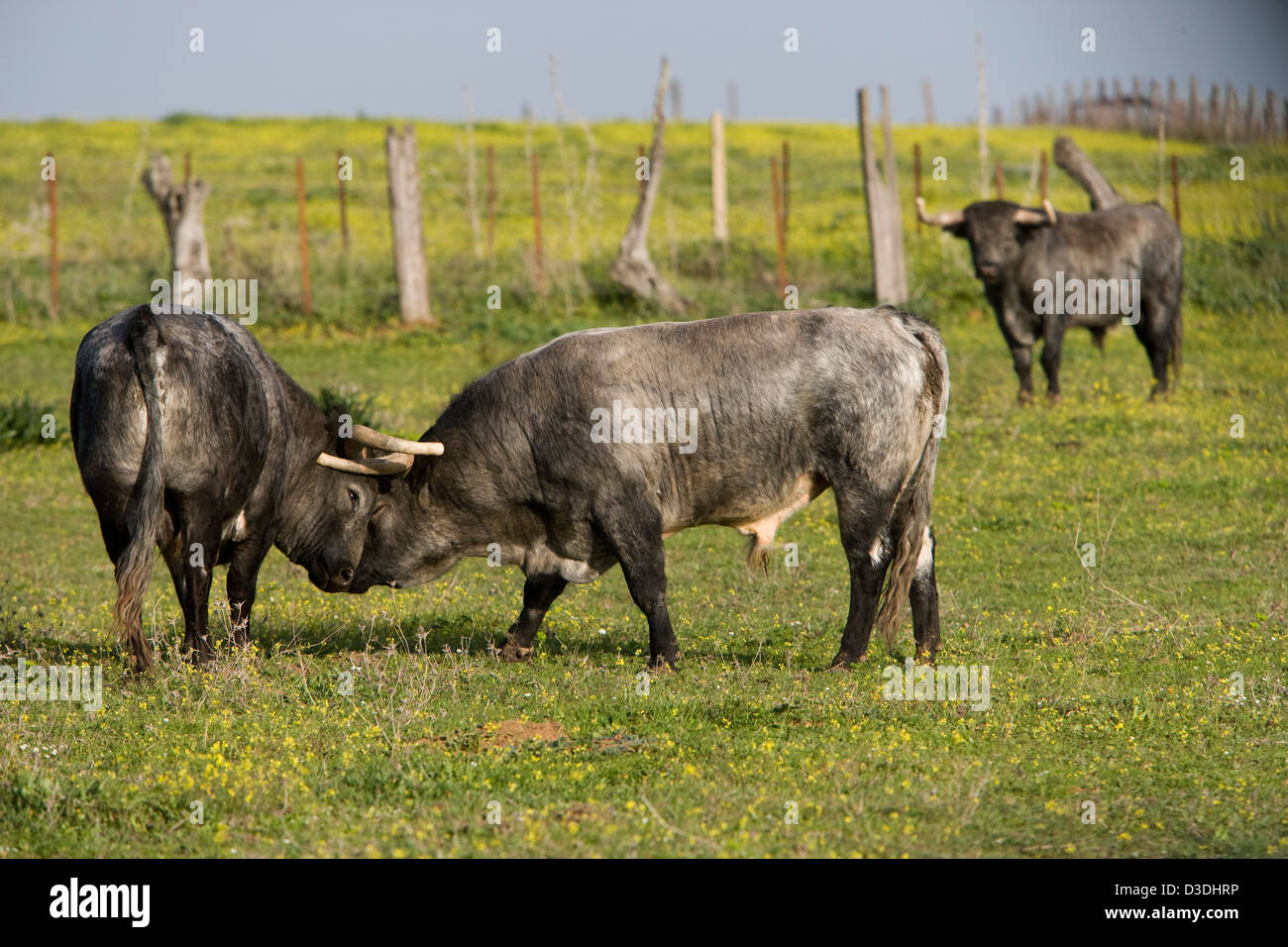 Lock horns hires stock photography and images Alamy