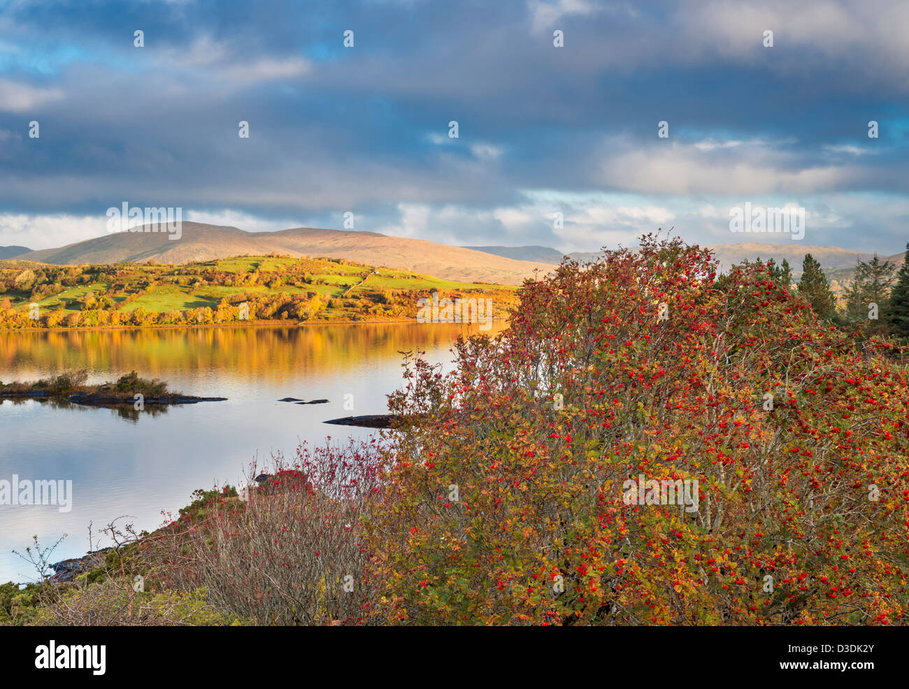 Rowan (mountain ash) berries in autumn on the shore of Lough Corrib, Galway, Ireland with a drumlin in the background Stock Photo