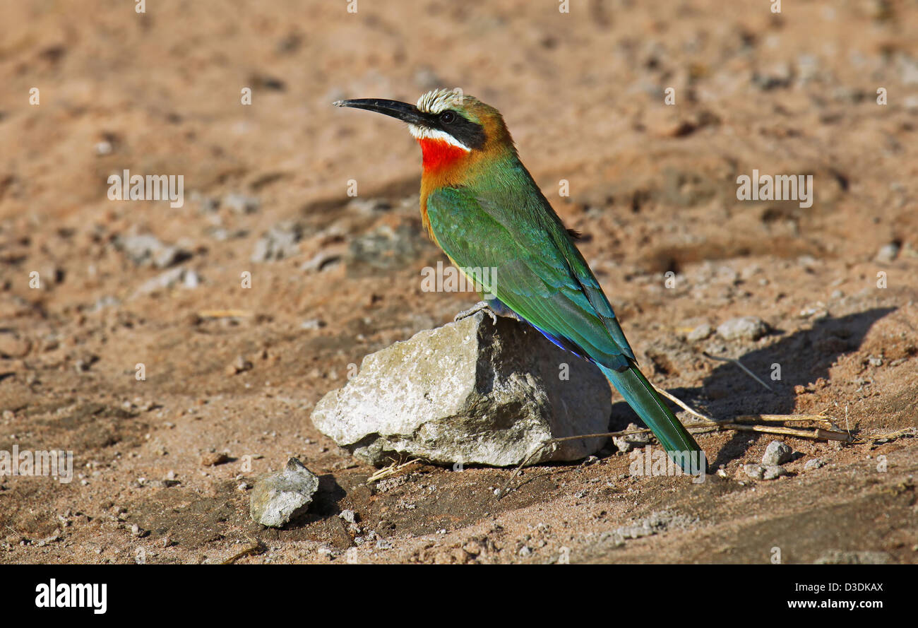 merops bullockoides, white-fronted bee-eater in Botsuana Stock Photo ...