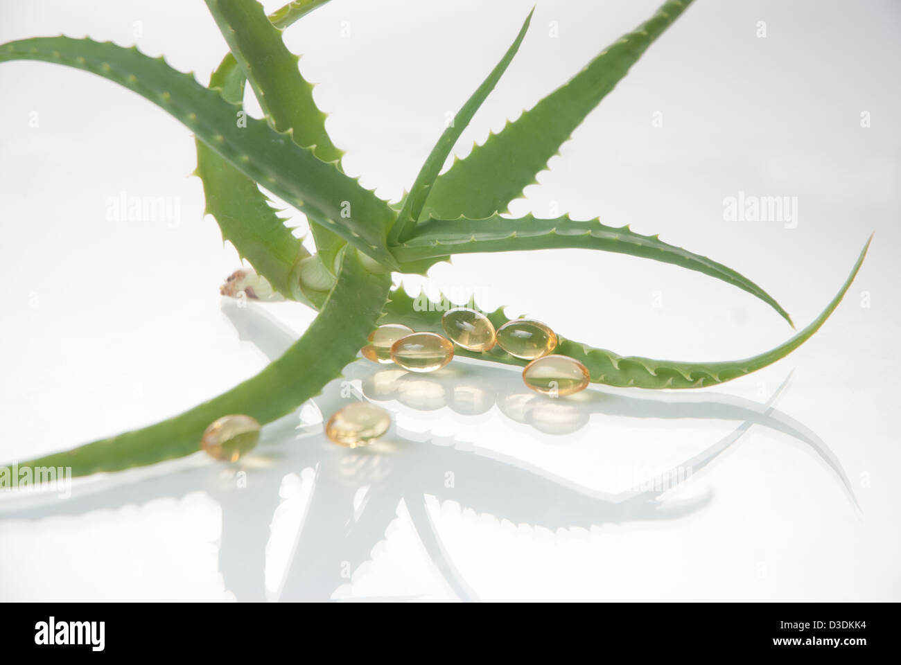aloe vera plant with pills herbal medicine Stock Photo Alamy