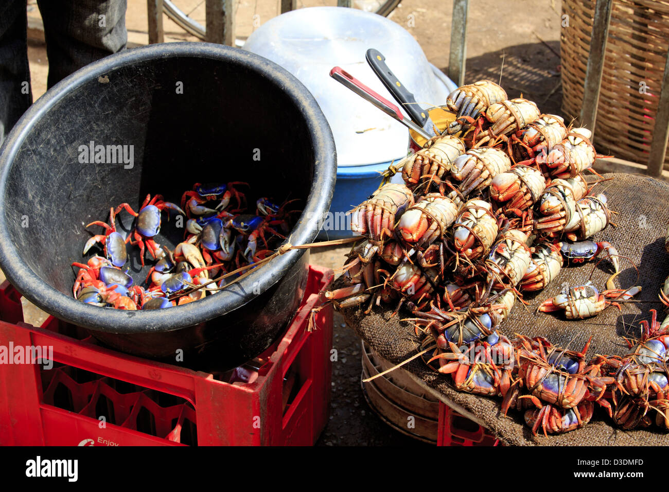Land crabs for sale Stock Photo - Alamy
