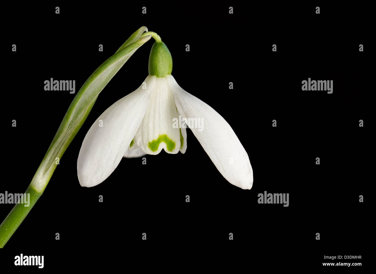 White snowdrop flower on black background Stock Photo