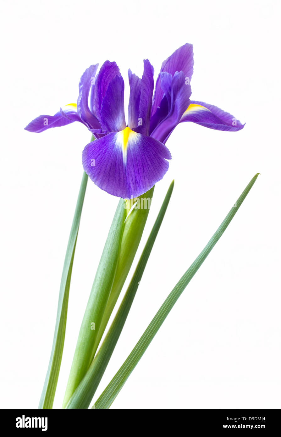 Single purple iris flower on white background Stock Photo