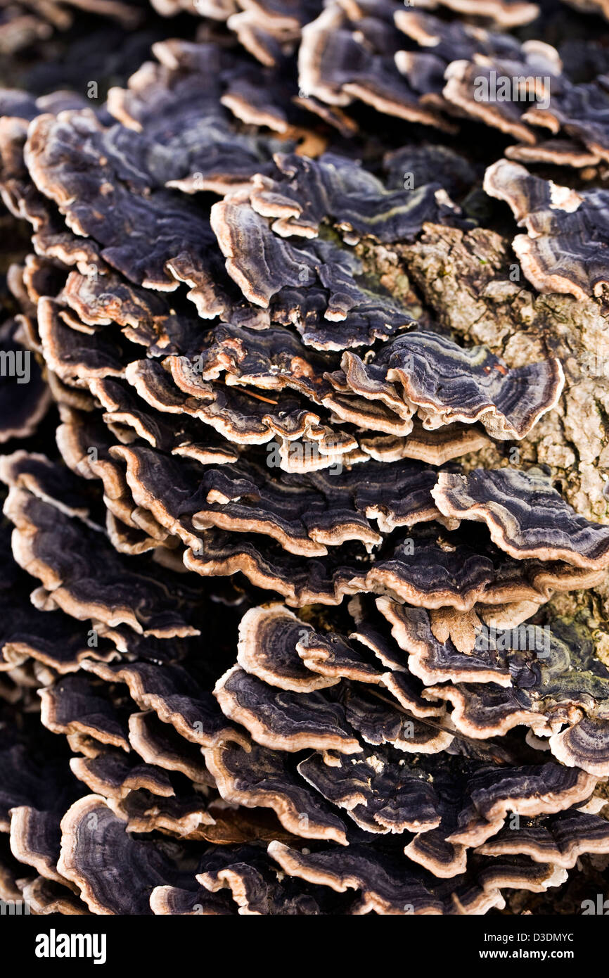 Bracket fungi on a rotting tree. Trametes versicolor Stock Photo