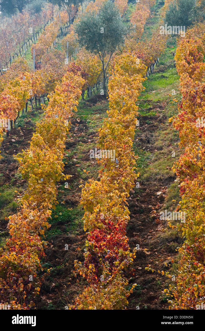 Autumnal vineyard (Greece) Stock Photo