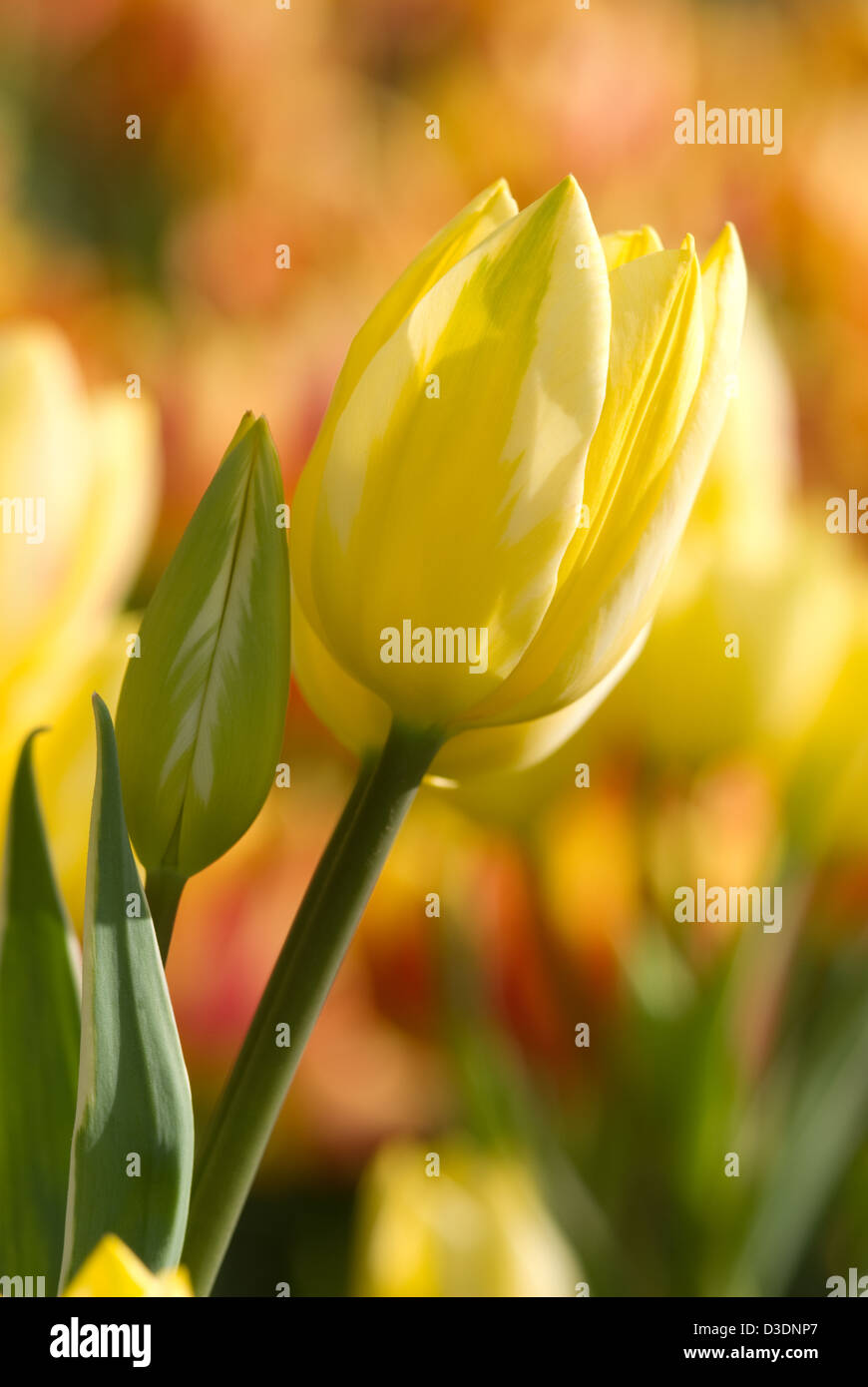 yellow tulips in garden Stock Photo - Alamy